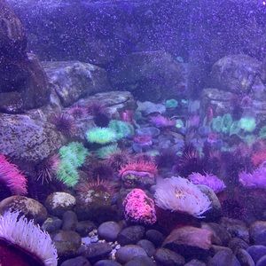 Meet your Posher, Jacqueline